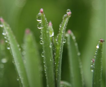 Amorcer sa pompe de surface, c'est pouvoir par la suite arroser son jardin en toute tranquillité